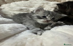 Mixed Breed cats for sale: Siberian x maincoon ready 5th november - Image 6