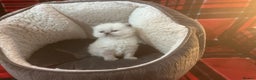 Persian cats for sale: 4 ADORABLE LITTLE CUTIE PIES, (READY 9TH JAN)  - Advert 9