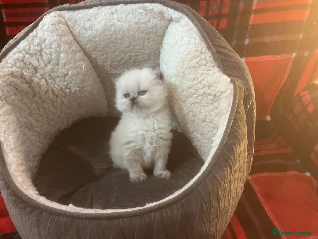 Persian cats for sale: 4 ADORABLE LITTLE CUTIE PIES, (READY 9TH JAN)  - Advert 9