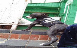 Mixed Breed dogs for sale: KALEESI - Image 2