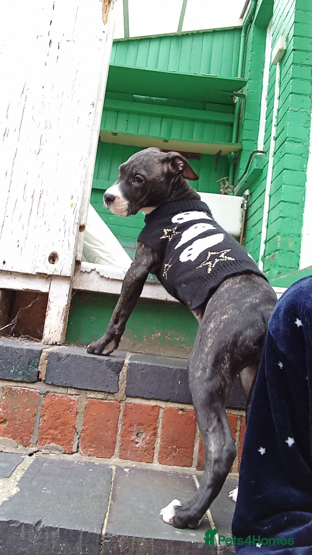 Mixed Breed dogs for sale: KALEESI - Image 2