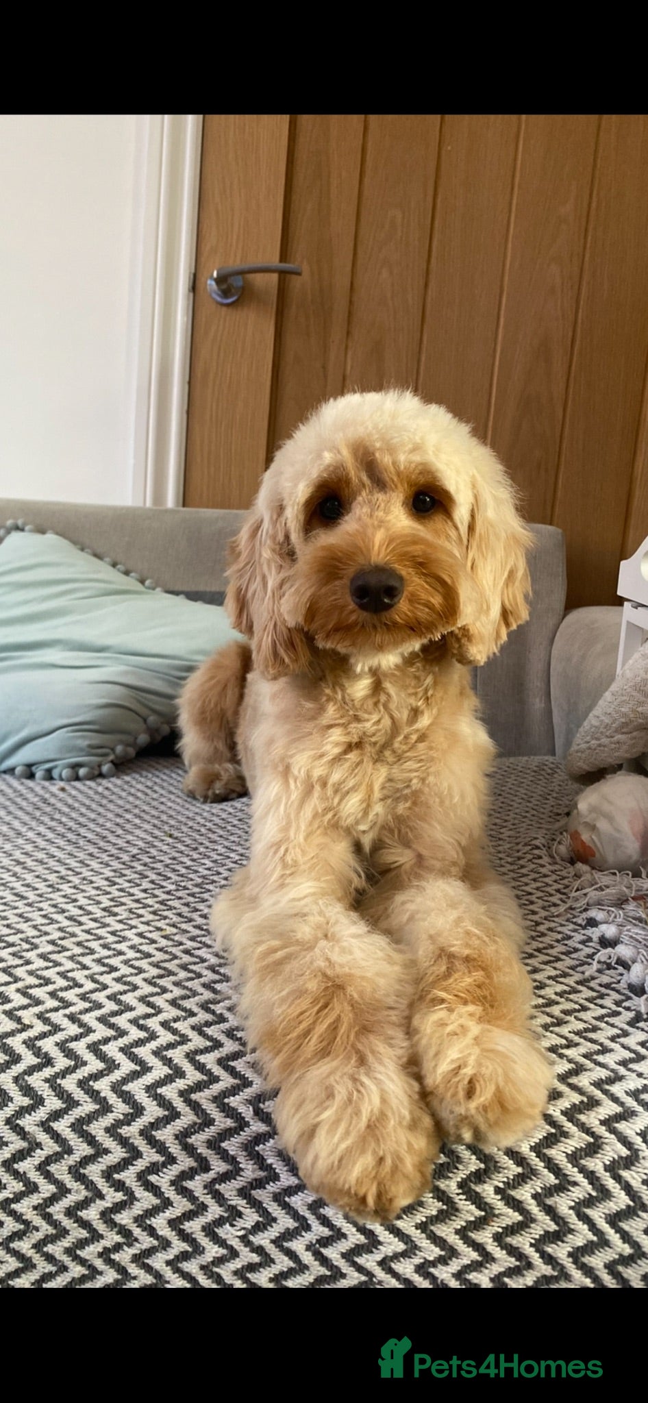 Cockapoo dogs 2 year old cockapoo considered for rehoming  - Advert 1