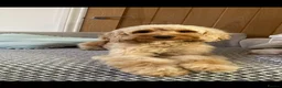 Cockapoo dogs for sale: 2 year old cockapoo considered for rehoming  in Wallasey - Advert 1