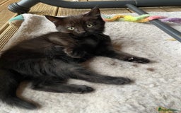 Mixed Breed cats for sale: 4 beautiful mixed breed kittene - Image 9