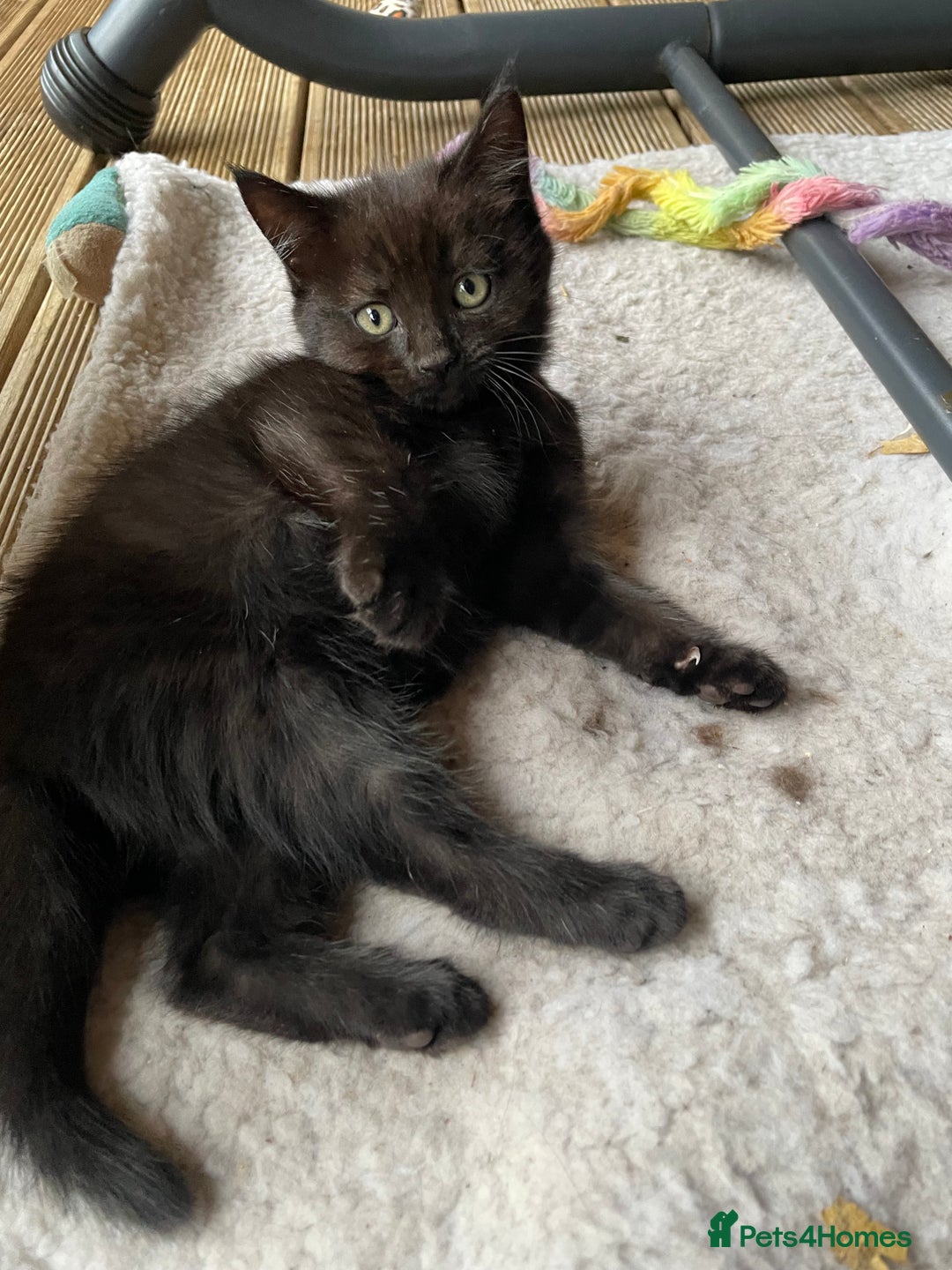 Mixed Breed cats for sale: 4 beautiful mixed breed kittene - Image 9