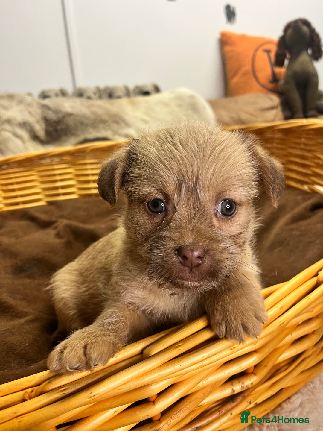 Jack Russell dogs for sale: Beautiful Broken Coated  - Advert 11