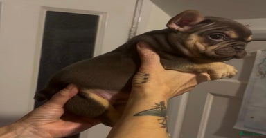 French Bulldog dogs - Advert 11