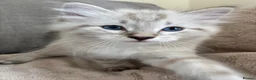 Ragdoll cats for sale: ✨ READY SOON ✨ Ragdoll Siberian Kittens - Advert 18