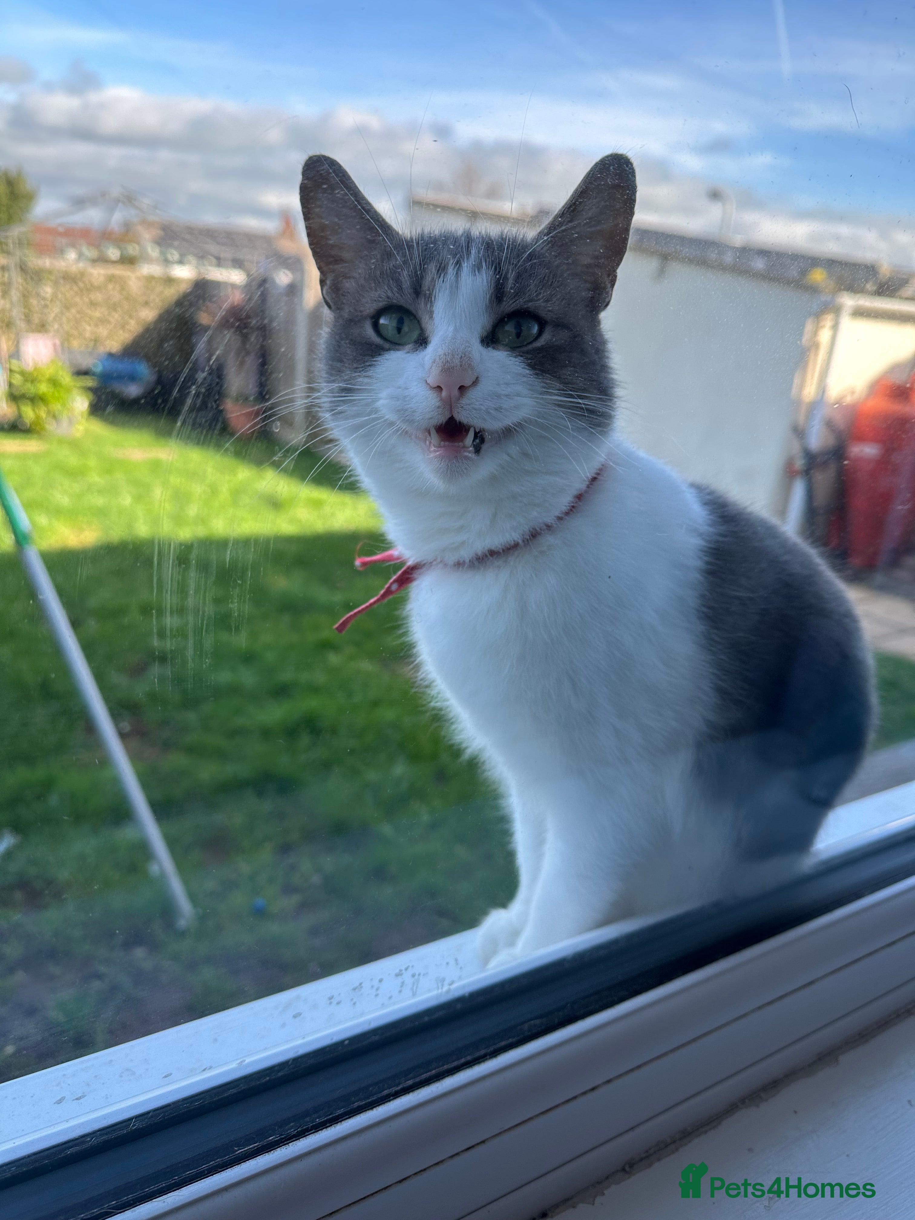 Mixed Breed cats Cat for rehoming  - Advert 1