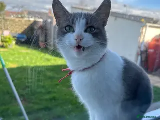 Mixed Breed cats Cat for rehoming - Advert 1