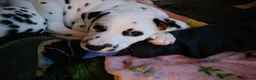 Mixed Breed dogs for sale: 9 Beautiful Dalmador Puppies! - Advert 7