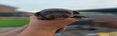Willow -