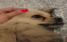Pekingese dogs for adoption: 💖🐶 ROSA 🐶💖 - Image 10