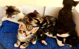 Mixed Breed cats for sale: Sweet Black & White & Tabby Kittens - Image 19