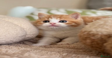 British Shorthair cats - Advert 10