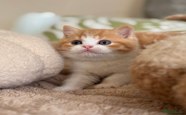 British Shorthair cats - Advert 3