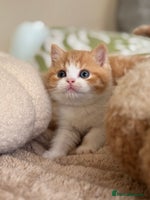 British Shorthair cats - Advert 10