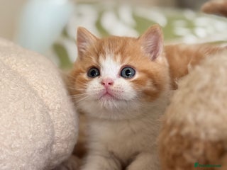 British Shorthair cats - Advert 4