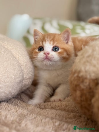 British Shorthair cats - Advert 3