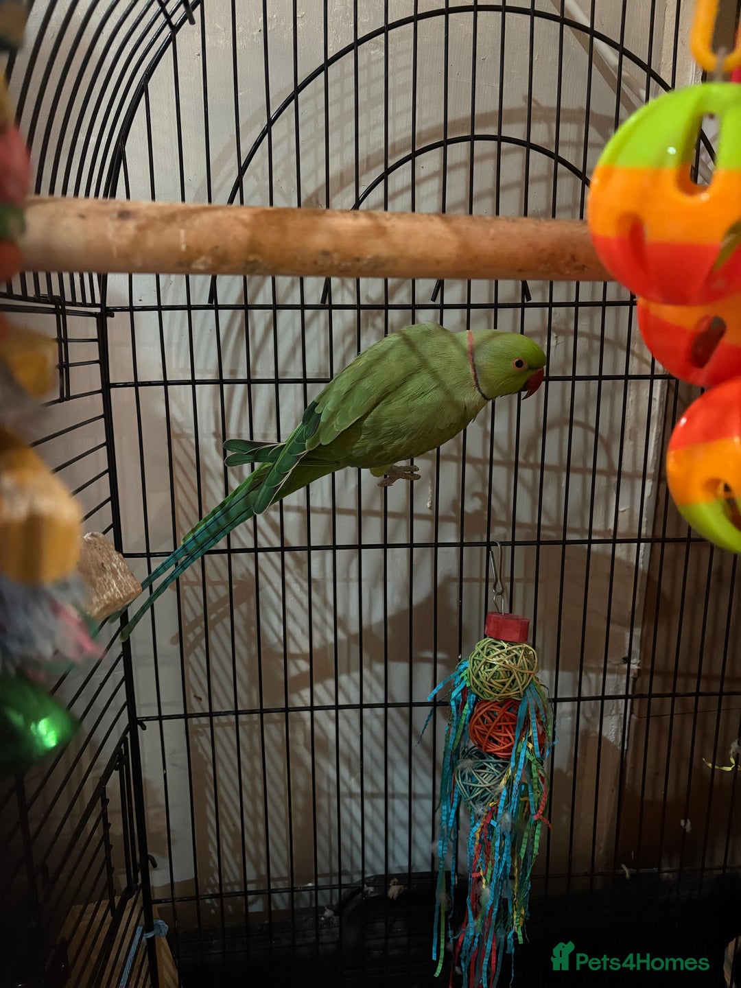 Parakeets birds for sale: Indian ring neck  - Advert 1