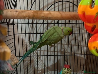 Parakeets birds Indian ring neck - Advert 3