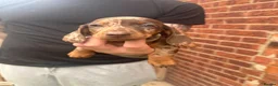 Miniature Dachshund dogs for sale: Miniature daschund puppies   in Hull - Advert 5