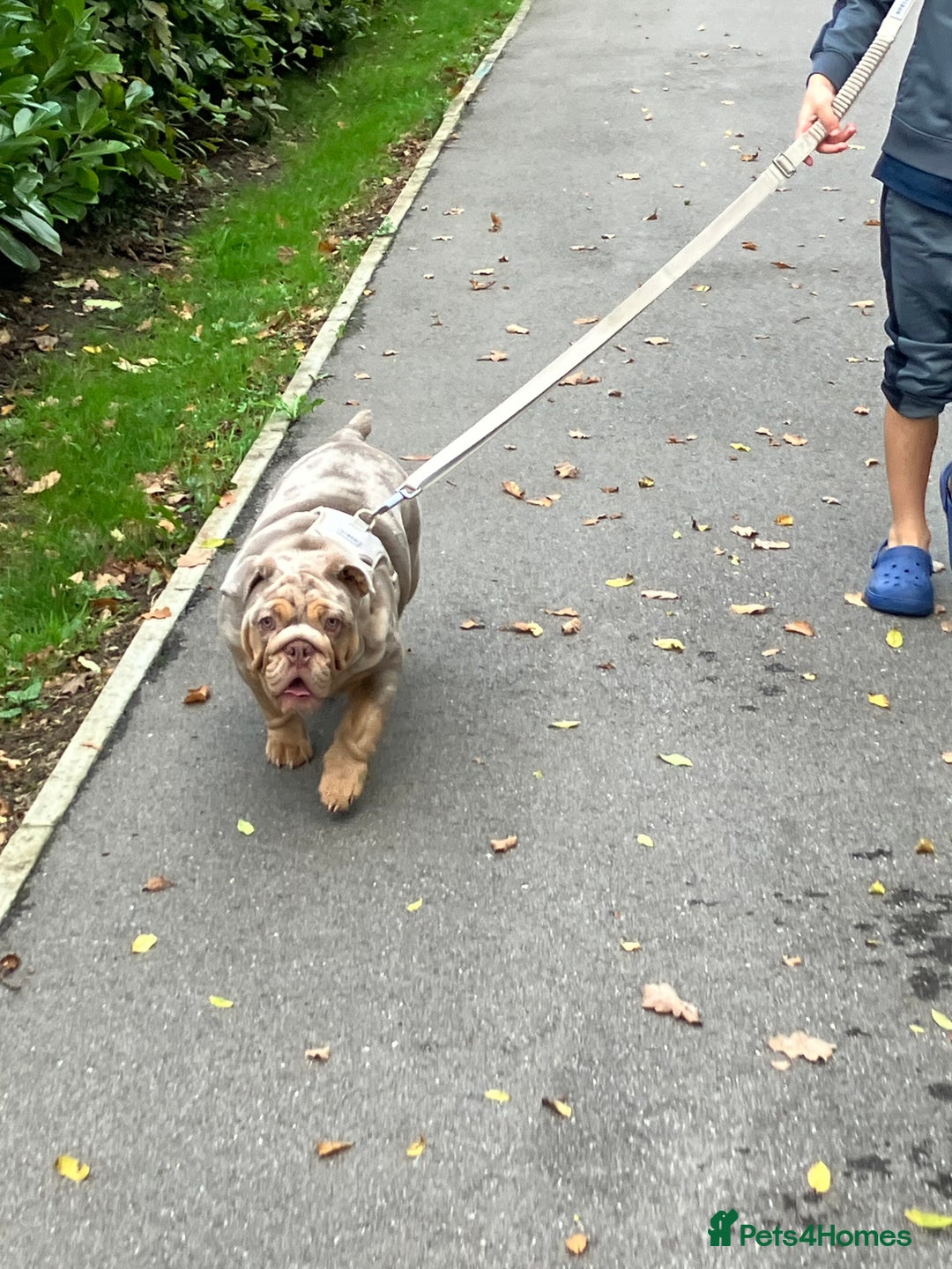 English Bulldog dogs for sale: Outstanding English bulldog  - Advert 12