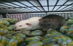 Rat rodents for sale: 2 male rats - Advert 1