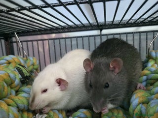 Rat rodents for sale: 2 male rats - Advert 1