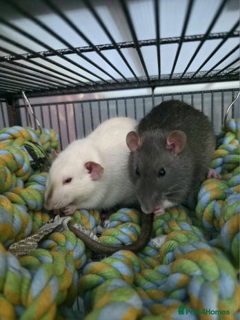 Rat rodents 2 male rats - Advert 2