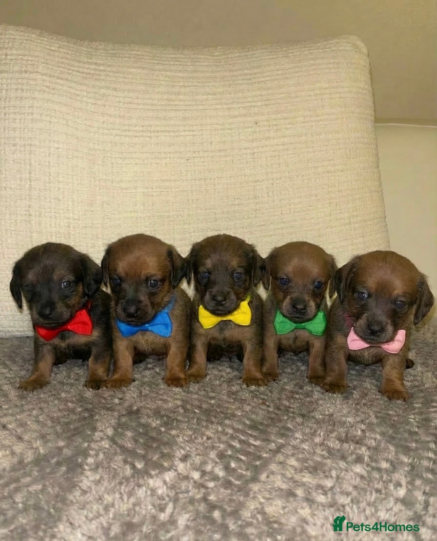 Mixed Breed dogs Jack-A-Ranian - Advert 1