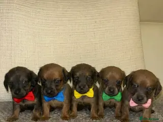 Mixed Breed dogs Jack-A-Ranian - Advert 1