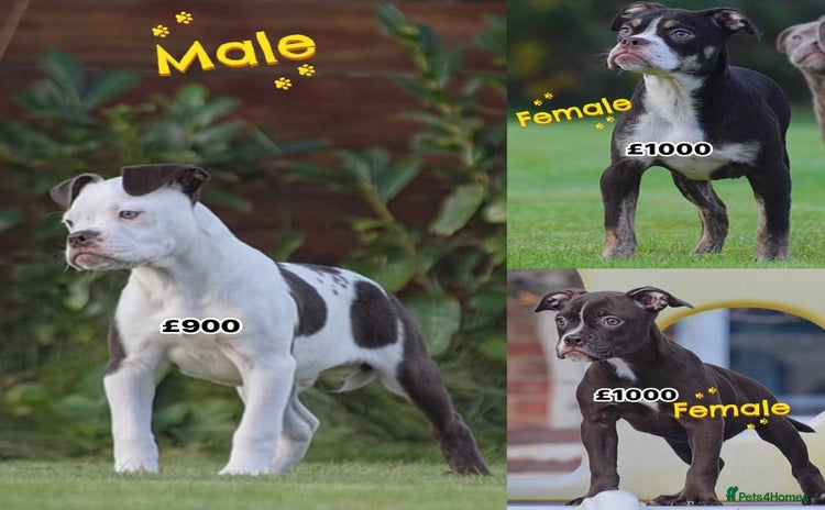 Old Tyme Bulldog dogs COUNCIL APPROVED⭐️5⭐️LICENSED.23 YEARS EXPERIENCE  - Advert 5