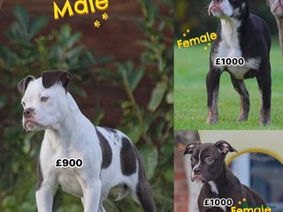 Old Tyme Bulldog dogs COUNCIL APPROVED⭐️5⭐️LICENSED.23 YEARS EXPERIENCE - Advert 5