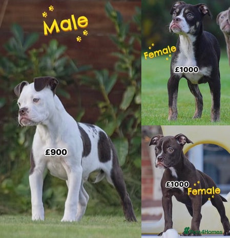 Old Tyme Bulldog dogs COUNCIL APPROVED⭐️5⭐️LICENSED.23 YEARS EXPERIENCE - Advert 5