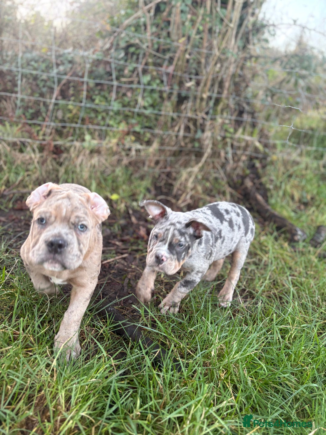 Olde English Bulldogge dogs for sale: 3 male puppy Olde English Bulldogges left - Advert 18