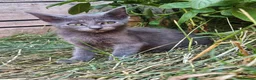 Mixed Breed cats for sale: Adorable Kittens ready for their forever homes in Biggleswade - Advert 3