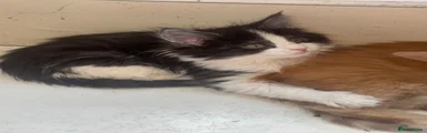 Maine Coon 5