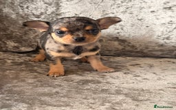 Chihuahua dogs for sale: Exquisite Chihuahua puppies ready now  - Image 2