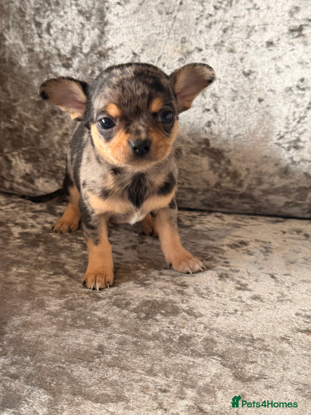 Chihuahua dogs for sale: Exquisite Chihuahua puppies ready now  - Image 2