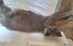 Scottish Fold cats for sale: Schotis fold  - Image 4