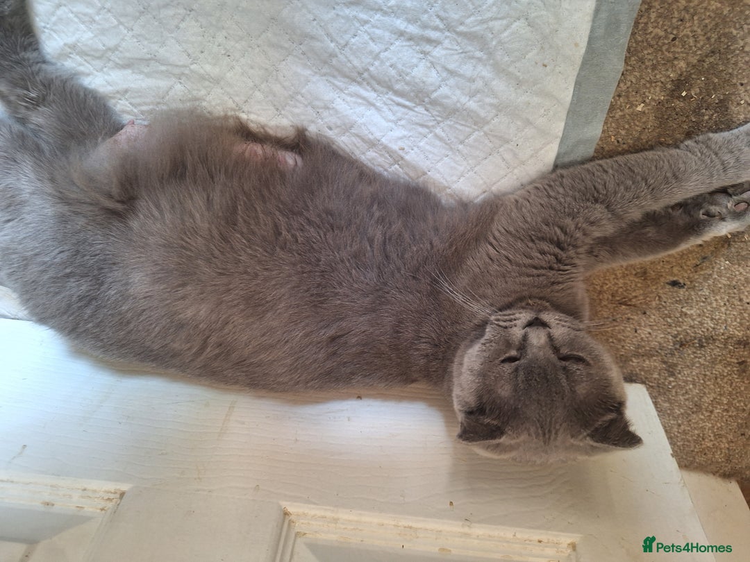 Scottish Fold cats for sale: Schotis fold  - Image 4