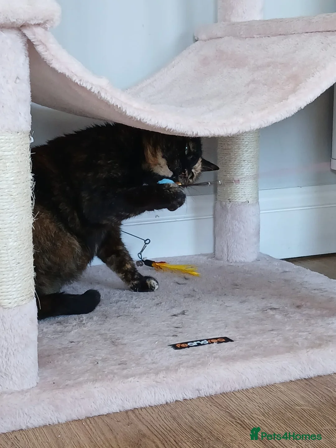 Mixed Breed cats for adoption: Emilie for adoption in Waterlooville - Advert 3