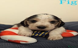 Cocker Spaniel dogs for sale: Show cockers - Image 32