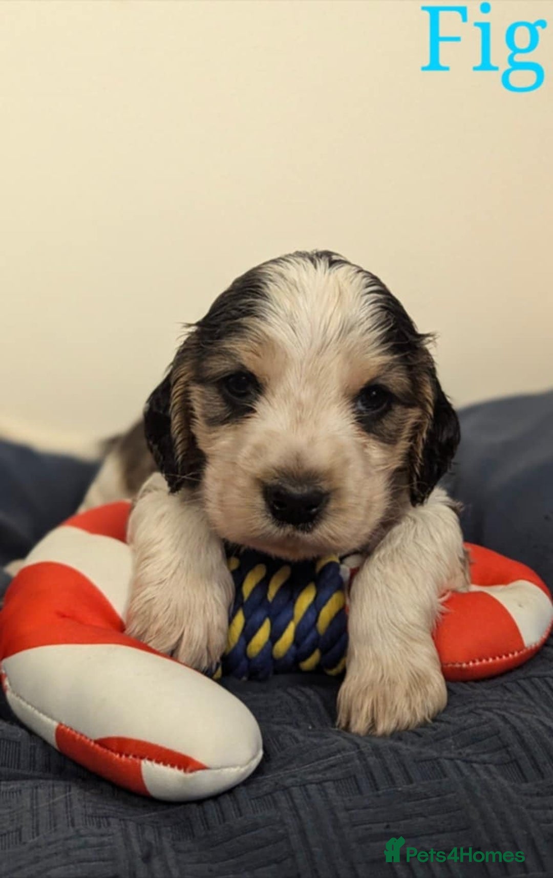 Cocker Spaniel dogs for sale: Show cockers - Image 32