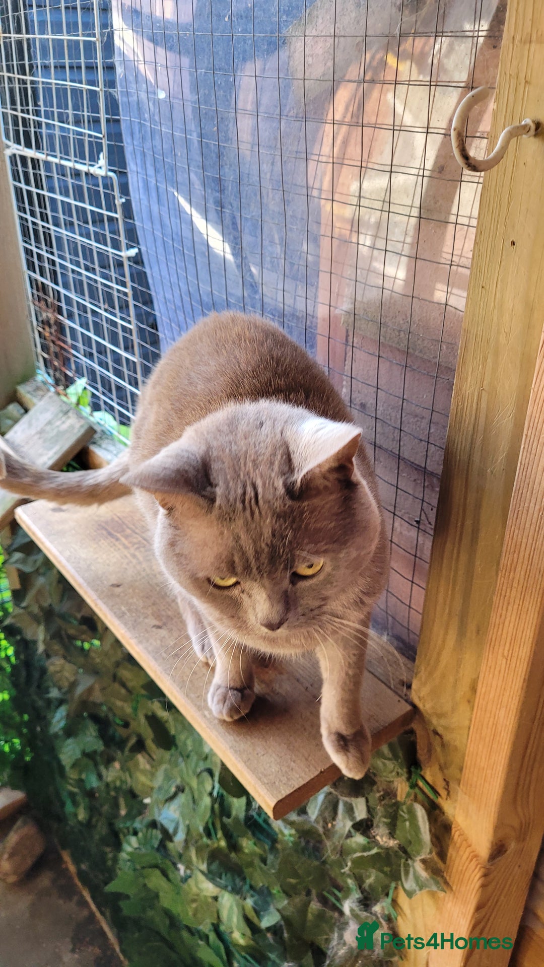 British Shorthair cats for stud: Blue for stud duties - Advert 3