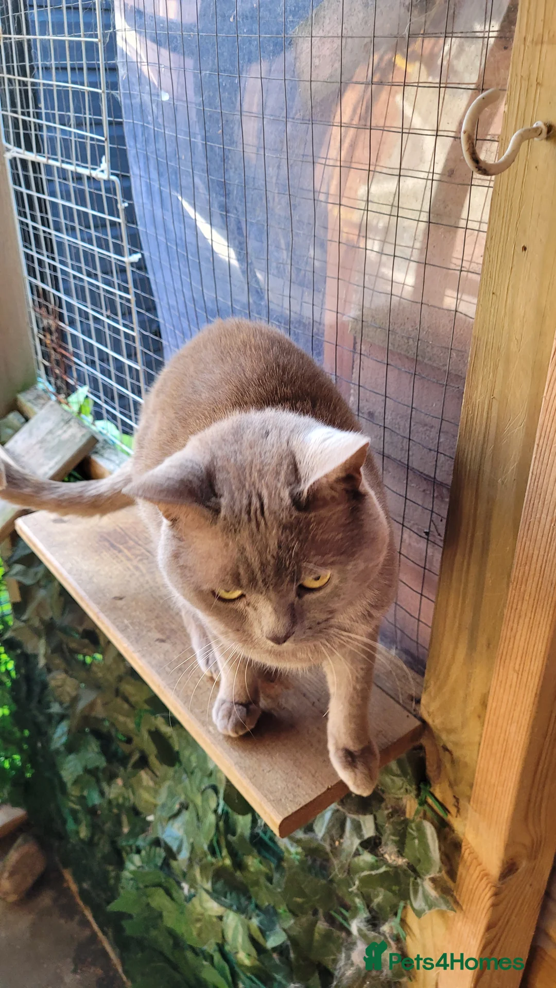 British Shorthair cats for stud: Blue for stud duties - Advert 3