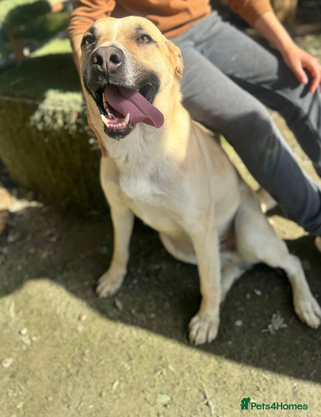 Mixed Breed dogs for adoption: COOPER – A wondrous mixed breed boy, 2 years old in London - Advert 12