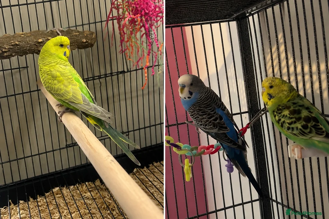 Budgerigars birds for sale: 3 budgies for sale in Portsmouth - Advert 2