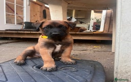 Belgian Shepherd Dog dogs for sale: Malinois puppies. Mother FCI/Father working dog - Image 10